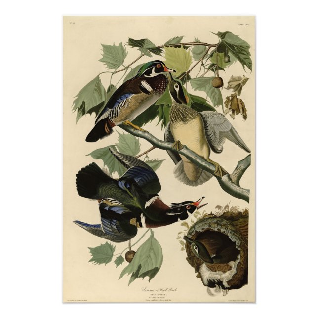 Sommaren Anka, Wood Anka, Audubon's Birds of Ameri Fototryck (Framsidan)