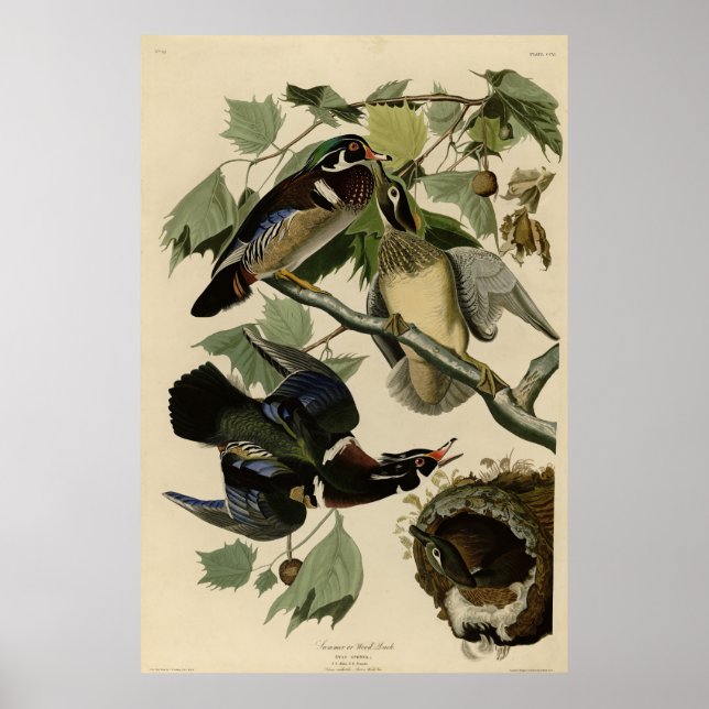 Sommaren Anka, Wood Anka, Audubon's Birds of Ameri Poster (Framsidan)
