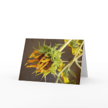 Sommaren cyklar det tomma hälsningkortet