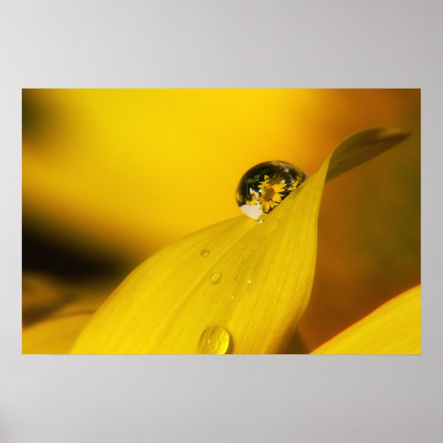 Sommaren i en droppe II. Poster (Framsidan)