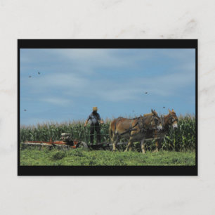 ~ Sommaren i Lancaster County ~ 73 Vykort