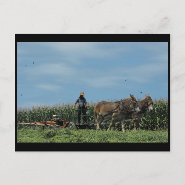 ~ Sommaren i Lancaster County ~ 73 Vykort (Framsida)