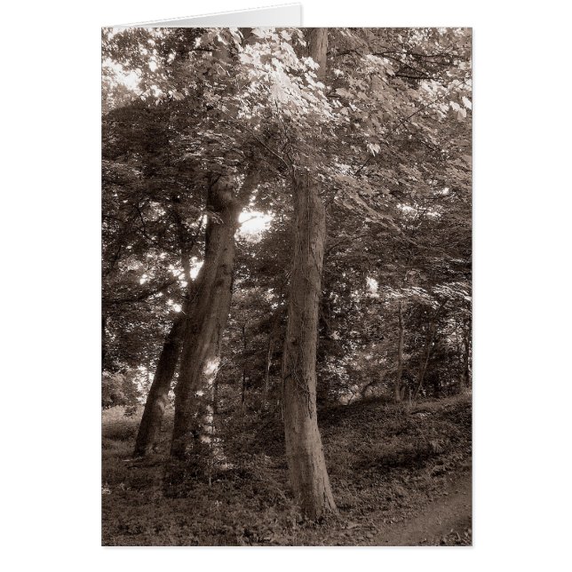 Sommaren i Skogen - Varmtad Hälsningskort (Framsidan)