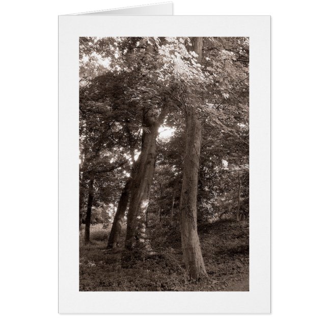 Sommaren i Skogen - Varmtad Hälsningskort (Framsidan)