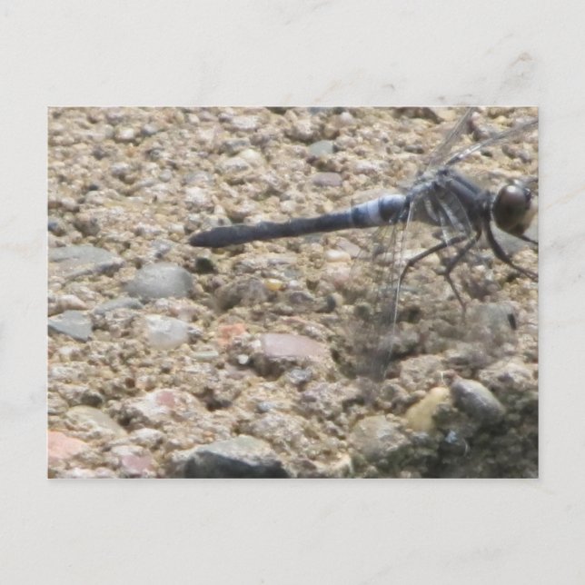 Sommaren Life Vykort (Framsida)