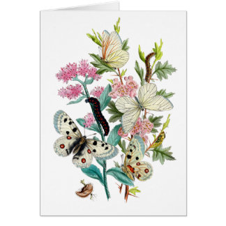 Sommarens fjärilar hälsningskort