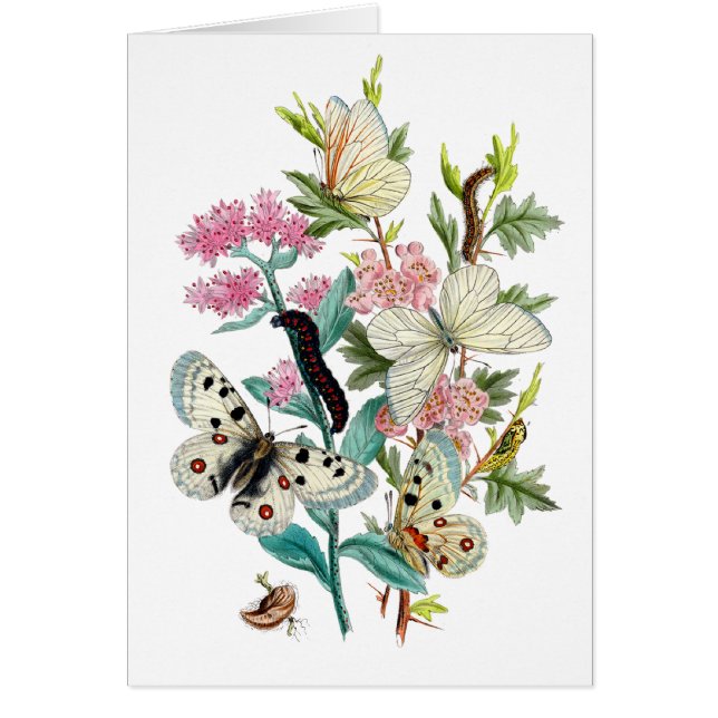 Sommarens fjärilar hälsningskort (Framsidan)