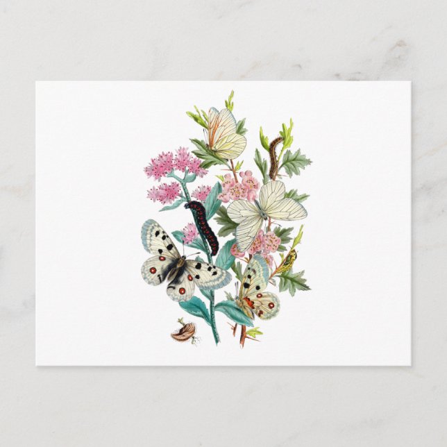 Sommarens fjärilar vykort (Framsida)