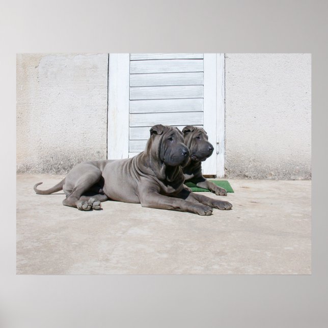 Sommarens hund.... poster (Framsidan)