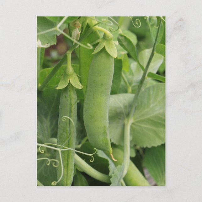 Sommarens lilla ärtor vykort (Framsida)