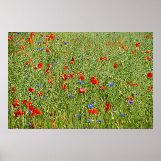 Sommarfält med röda och blå blommor poster (Framsidan)