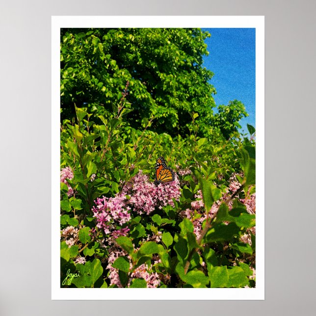 Sommarfjäril-utskrift Poster (Framsidan)