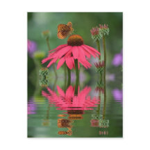 Sommarfjärilslemål