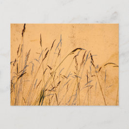 Sommargräs och sommarskuggor vykort