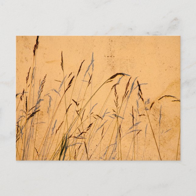 Sommargräs och sommarskuggor vykort (Framsida)