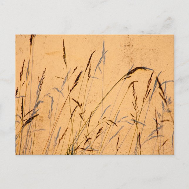 Sommargräs och sommarskuggor vykort (Framsida)