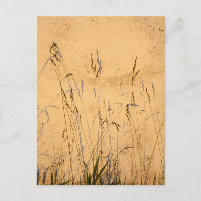 Sommargräs och sommarskuggor vykort (Framsida)