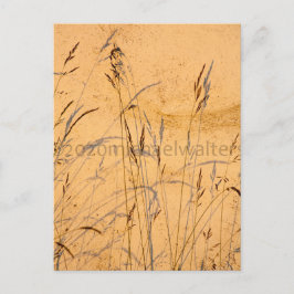 Sommargräs och sommarskuggor vykort