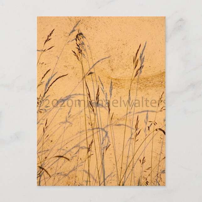 Sommargräs och sommarskuggor vykort (Framsida)