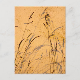 Sommargräs och sommarskuggor vykort