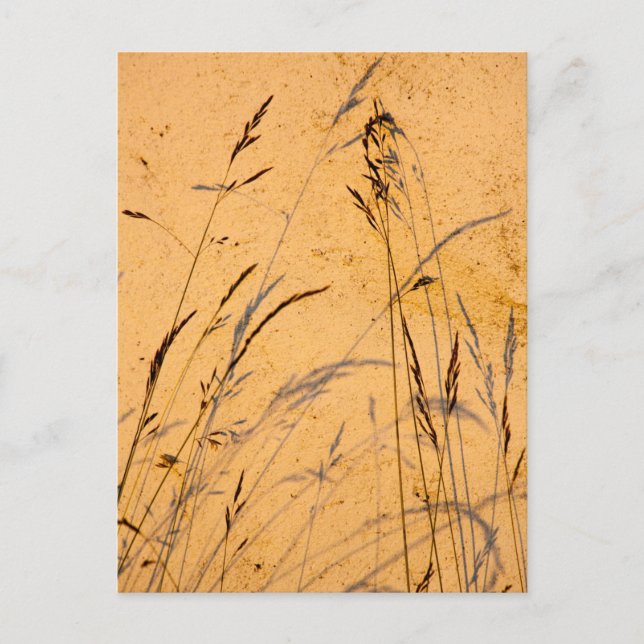 Sommargräs och sommarskuggor vykort (Framsida)