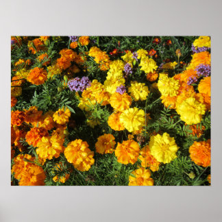 Sommarguld Poster