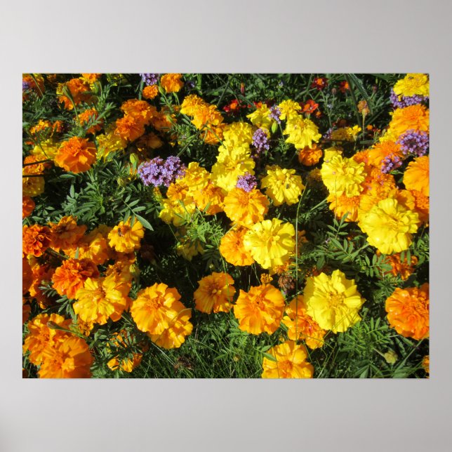 Sommarguld Poster (Framsidan)
