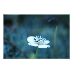 Sommarminnen Fototryck