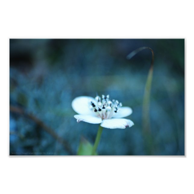 Sommarminnen Fototryck (Framsidan)