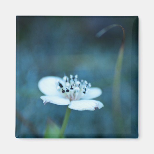 Sommarminnen Magnet (Framsidan)