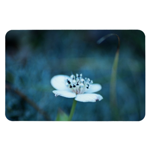 Sommarminnen Magnet (Horisontell)