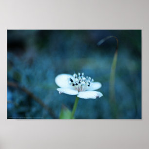 Sommarminnen Poster