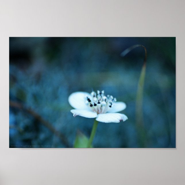 Sommarminnen Poster (Framsidan)