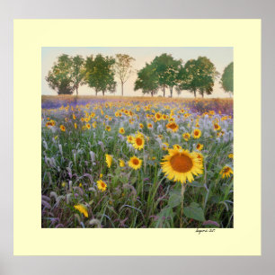Sommarmorgon Poster