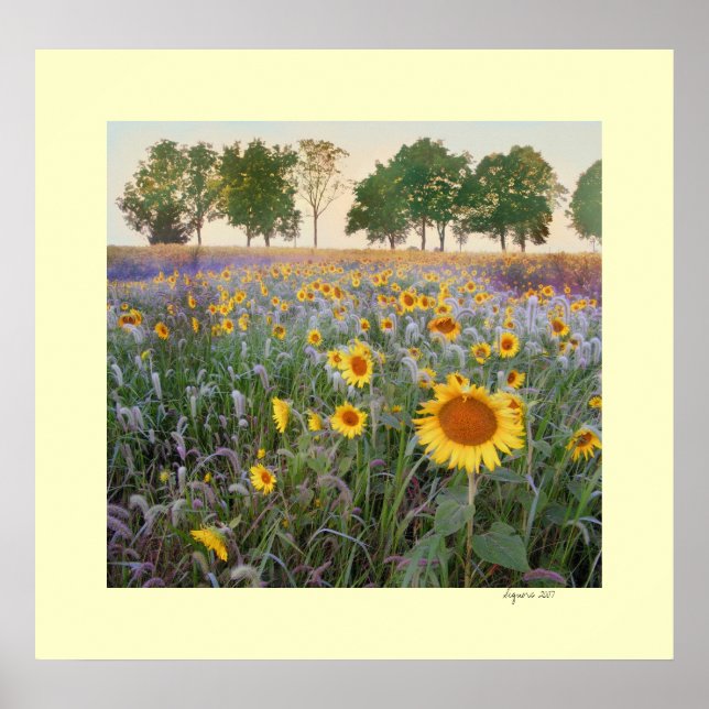 Sommarmorgon Poster (Framsidan)