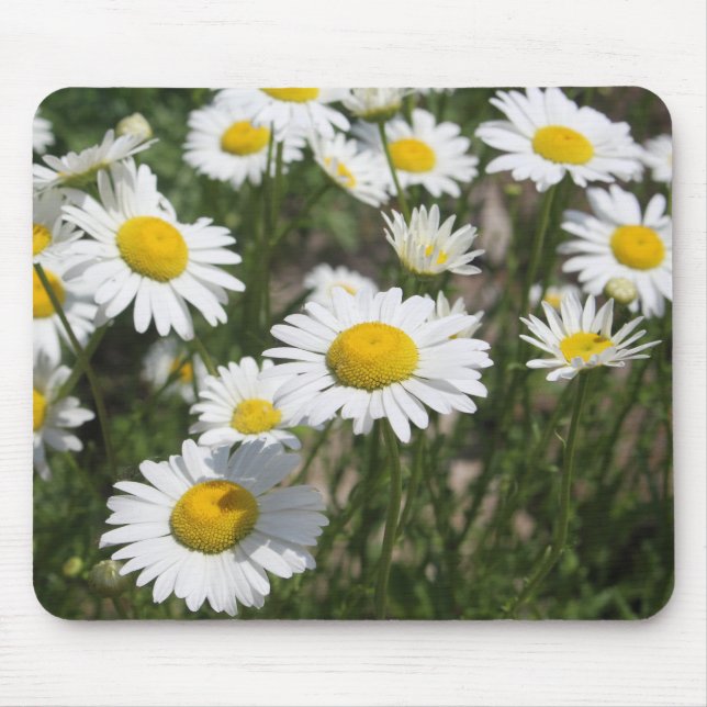 Sommarmusslan daisy musmatta (Framsidan)