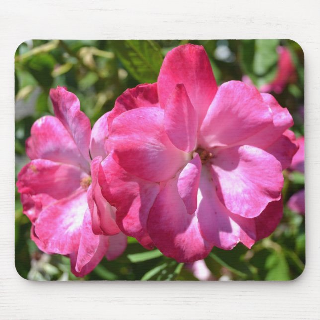 Sommarro Musmatta (Framsidan)