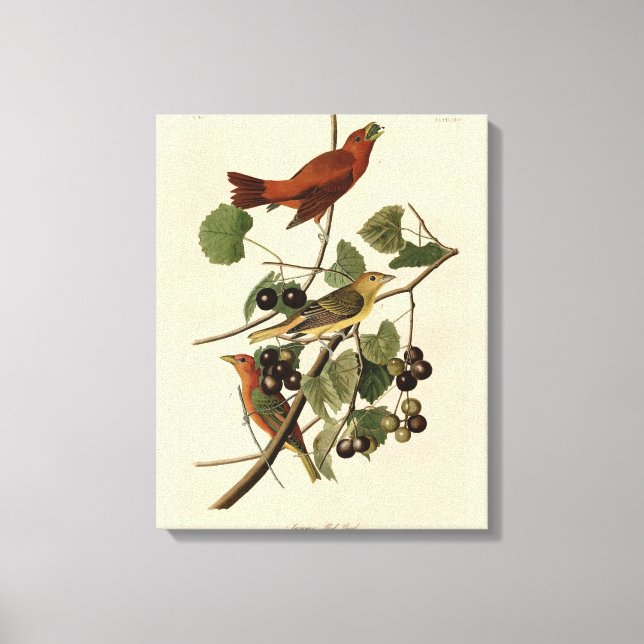 Sommarrödfågel (Tanager) Audubon Birds of America Canvastryck (Framsida)