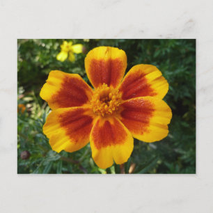 Sommarsamblomman Disco Marigold i orange och röd Vykort