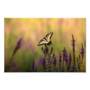 Sommarscen, fjäril och Loosestrife Fototryck