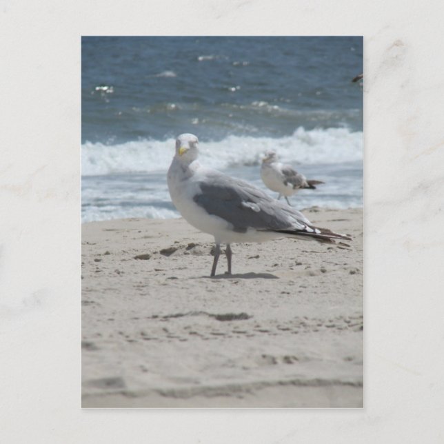 Sommarsjögull Vykort (Framsida)
