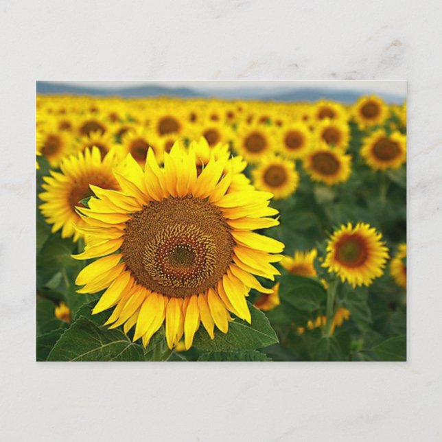 Sommarsolblommor - vykort (Framsida)