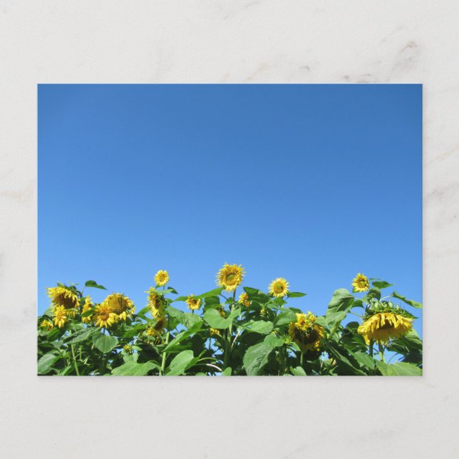 Sommarsolblommor Vykort (Framsida)