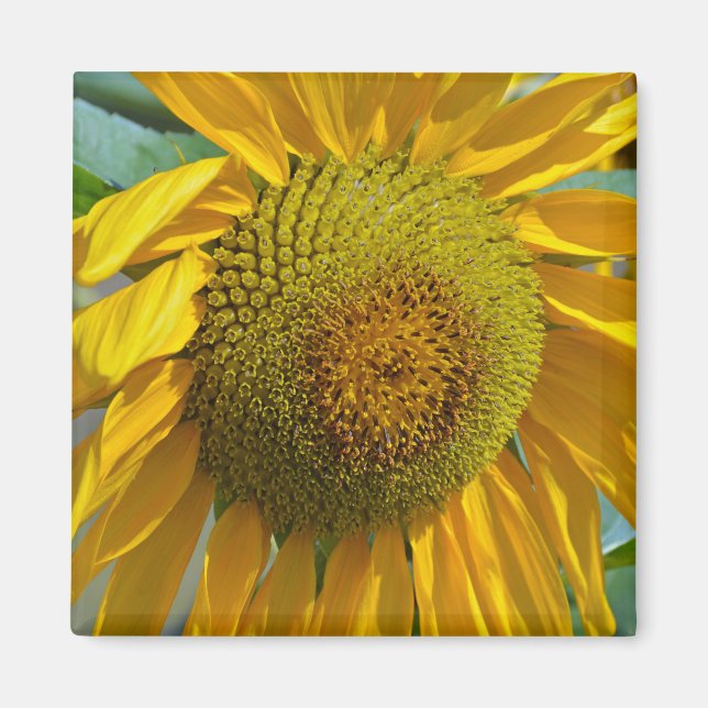 Sommarsolrosblomma Magnet (Framsidan)