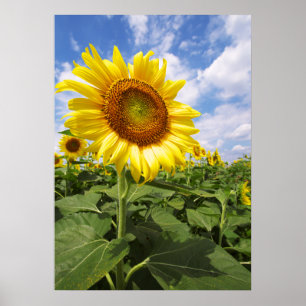 Sommarsolrosfoto från Gulten Poster