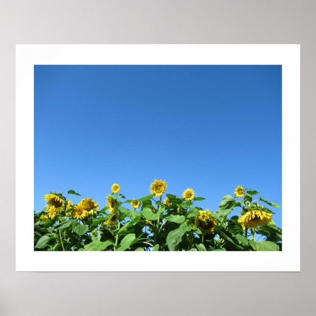Sommarsolrosor Poster (Framsidan)