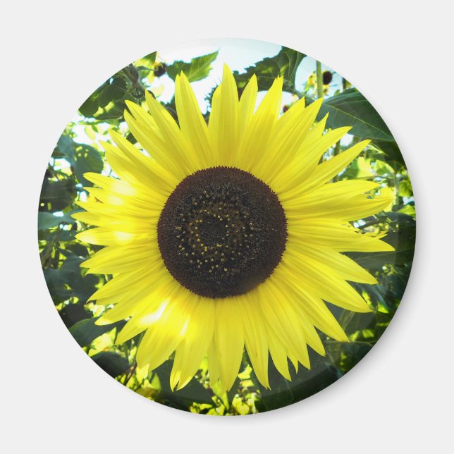 Sommarsolrosrundans magnet (Framsidan)