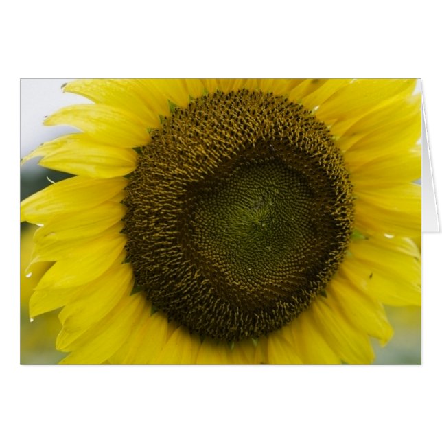 Sommarsolsken Hälsningskort (Framsidan Horizontal)