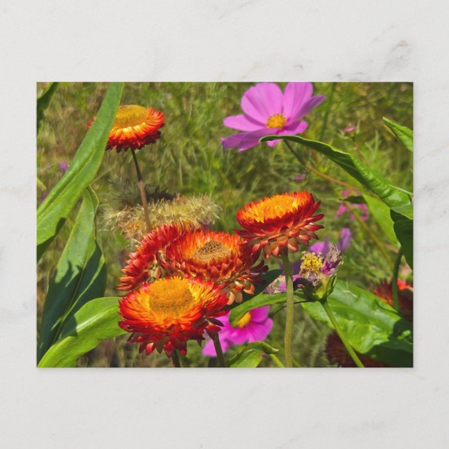 Sommarsommarträdgård Vykort (Framsida)