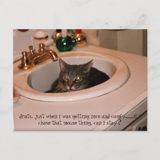 sommartid, coola katt vykort (Framsida)